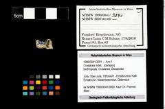 Foto (Objekt + Etikett) von Crustacea indet.  (NHMW-GEO-1990-0041-3291)